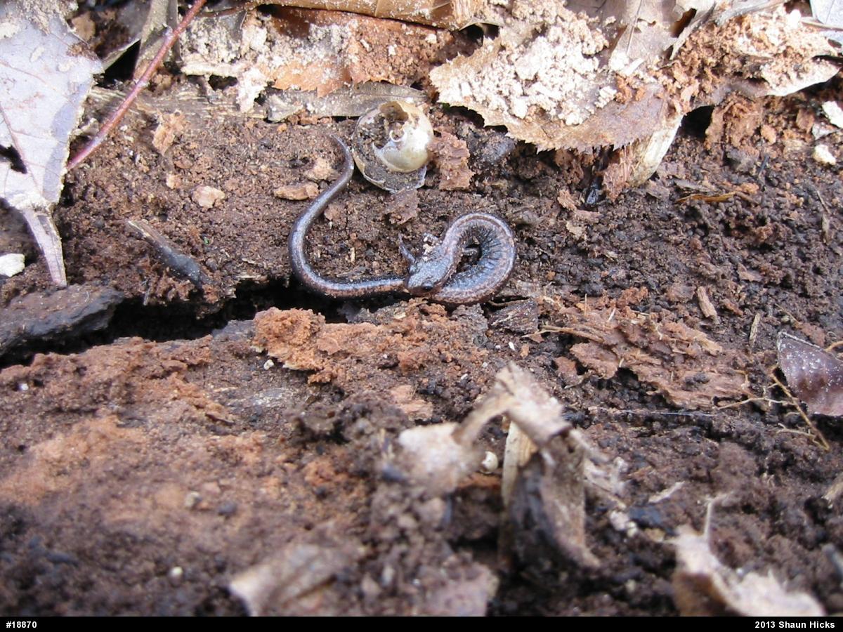 Eastern Red-backed  Salamander