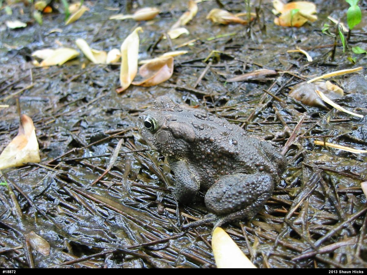 Eastern American Toad