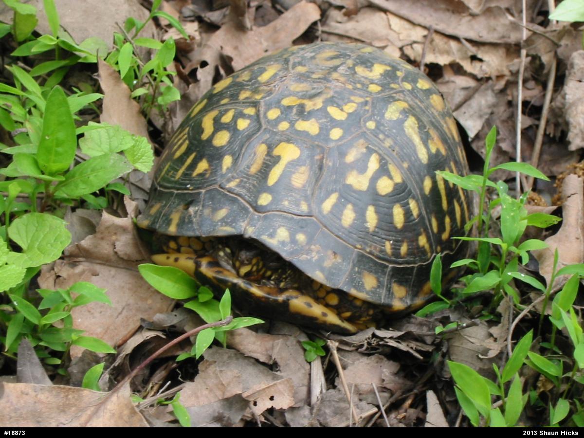 Eastern Box Turtle