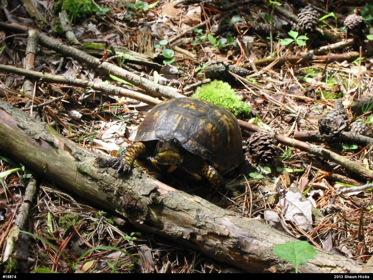Eastern Box Turtle