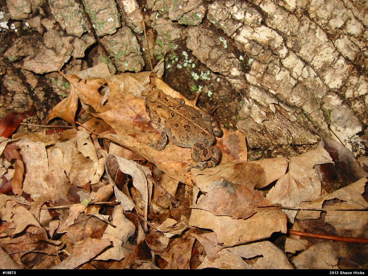 Eastern American Toad