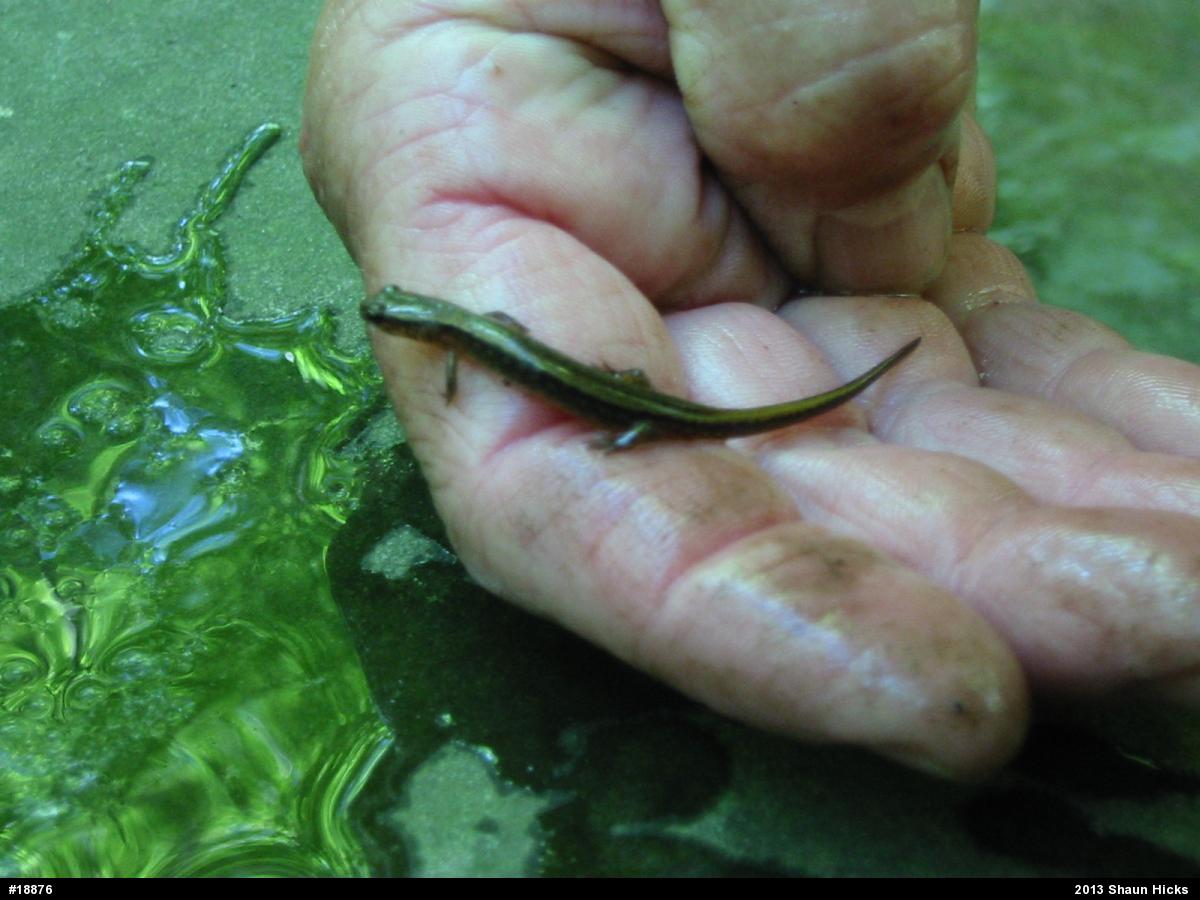 Northern Two-lined Salamander