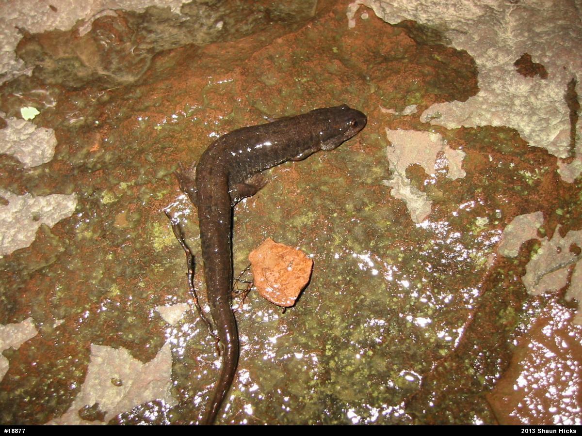 Northern Dusky Salamander