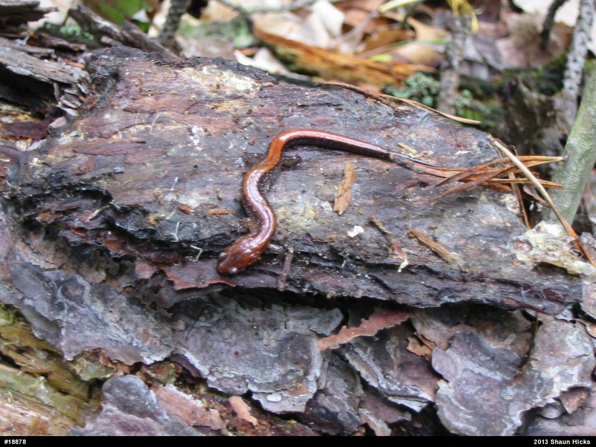 Eastern Red-backed  Salamander