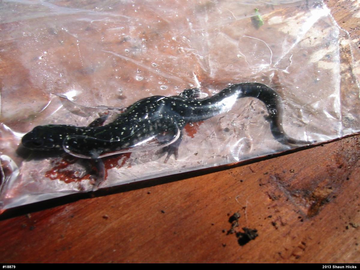 Northern Slimy Salamander