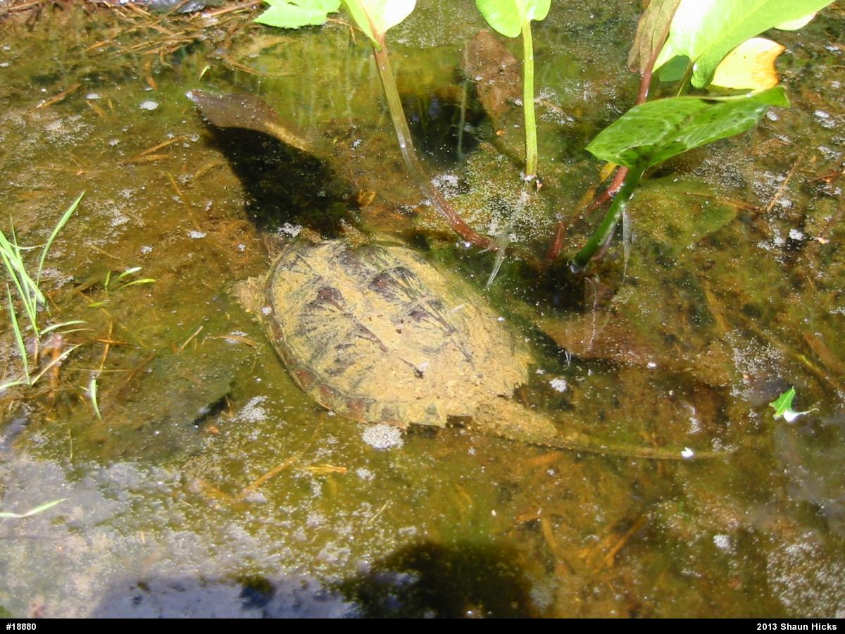 Snapping Turtle