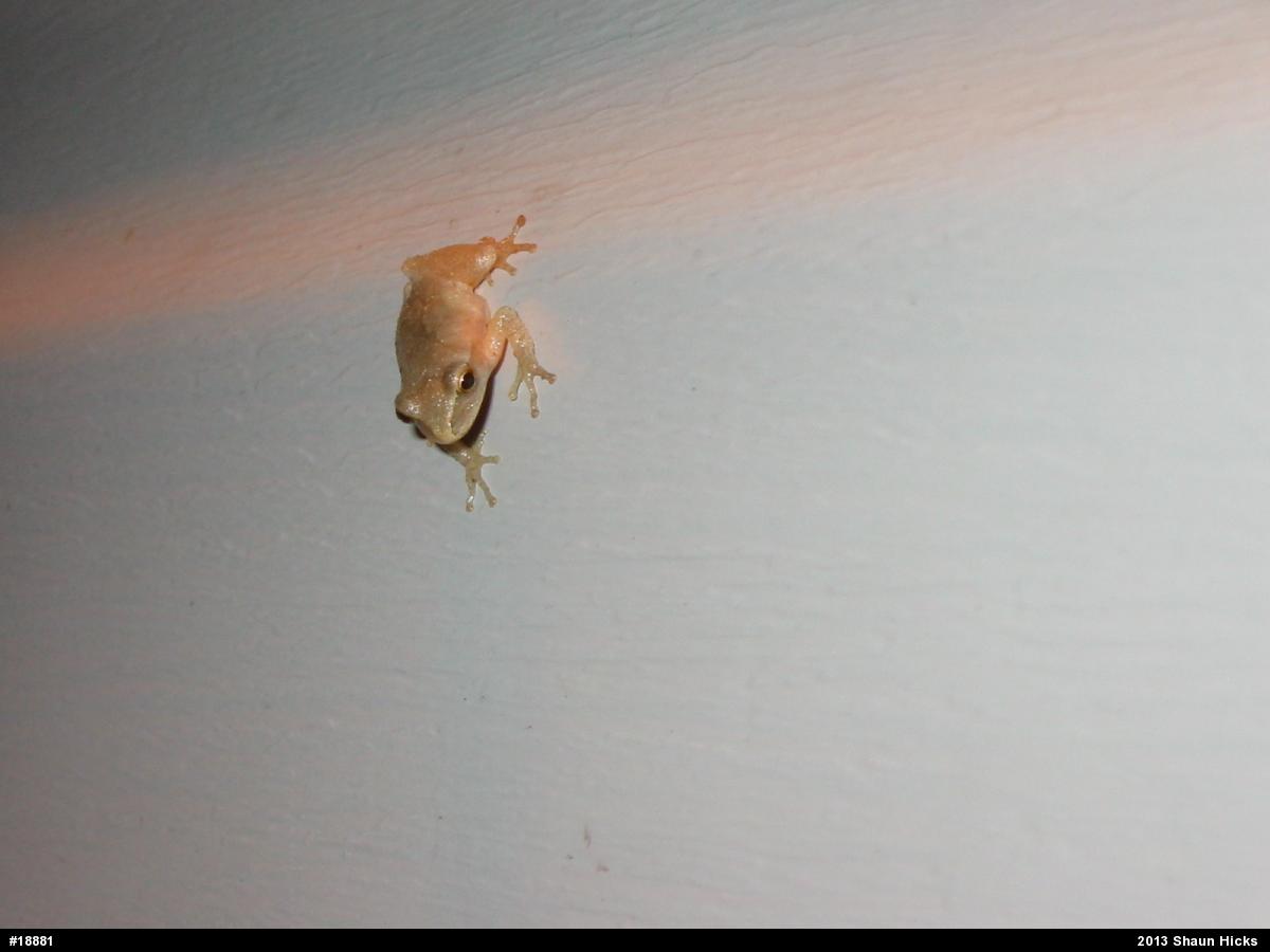 Spring Peeper