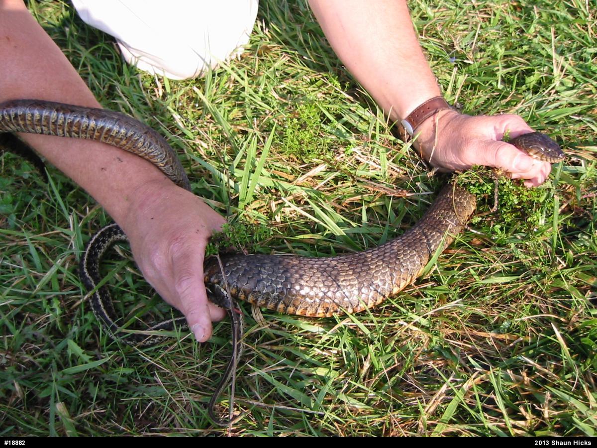 Northern Watersnake