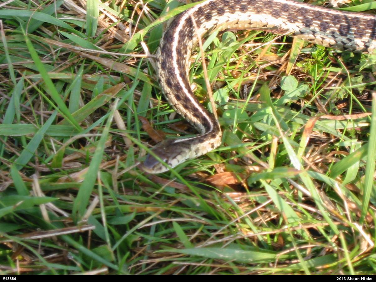 Eastern Gartersnake