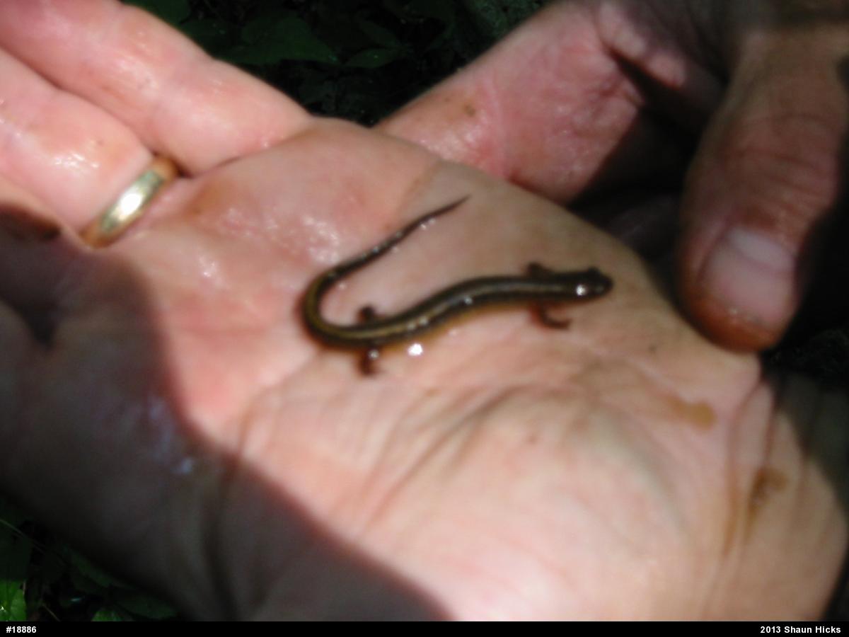 Northern Two-lined Salamander