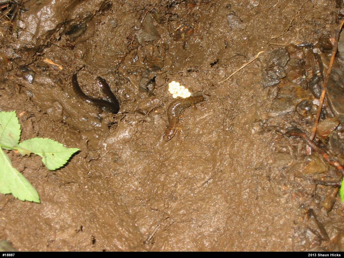 Northern Dusky Salamander