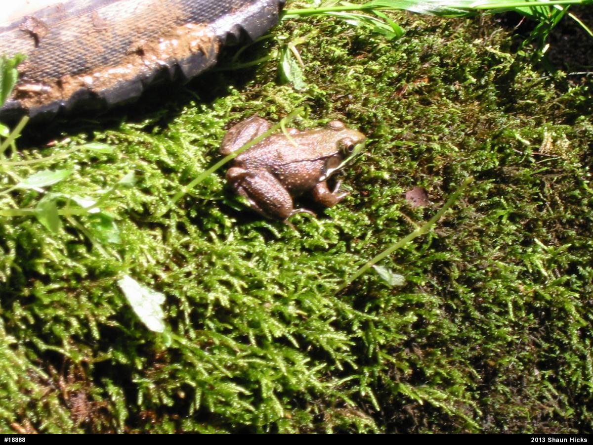 Green Frog