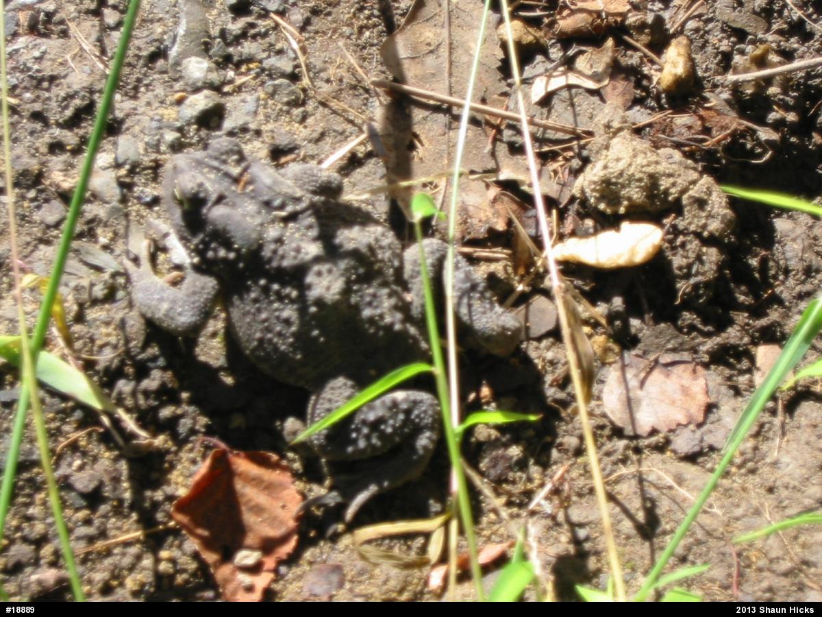 Eastern American Toad