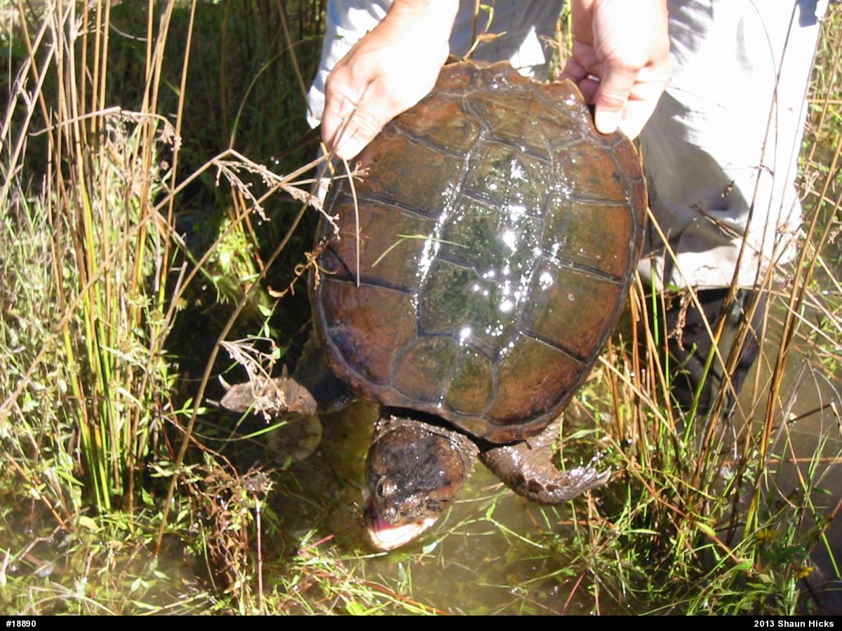 Snapping Turtle