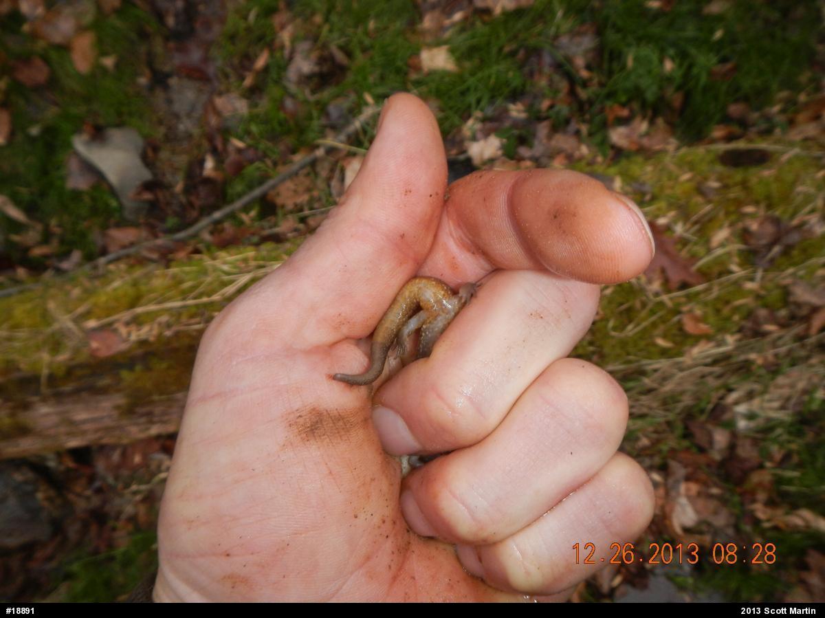 Northern Dusky Salamander