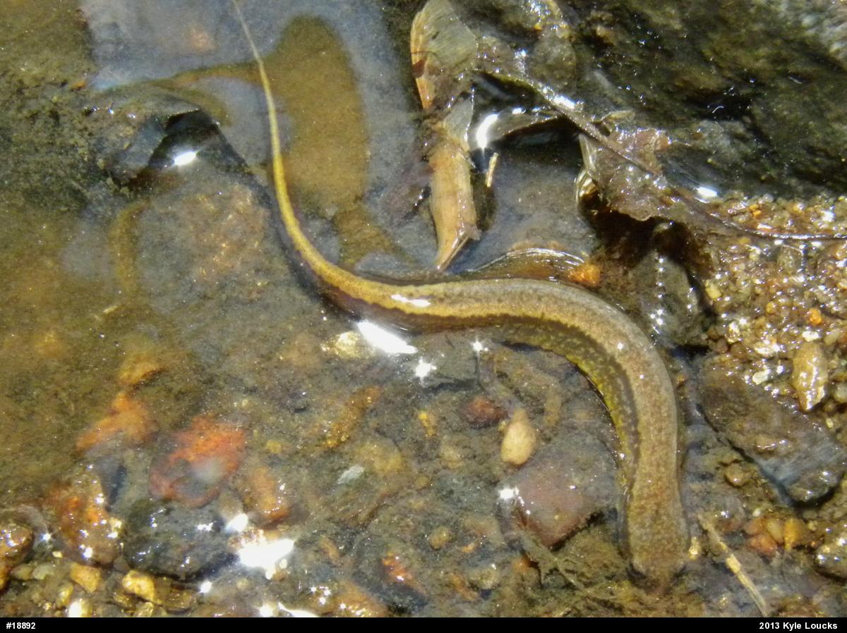 Northern Two-lined Salamander