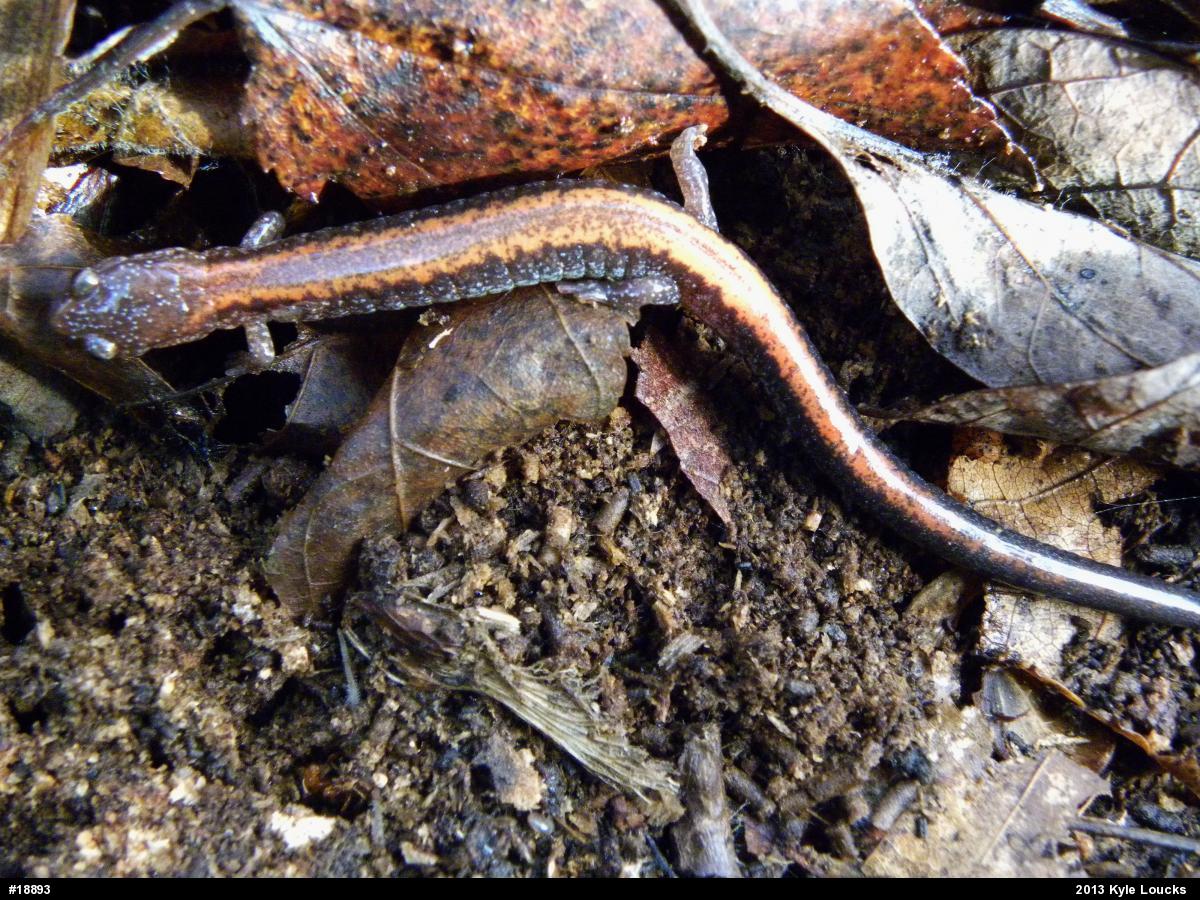 Eastern Red-backed  Salamander