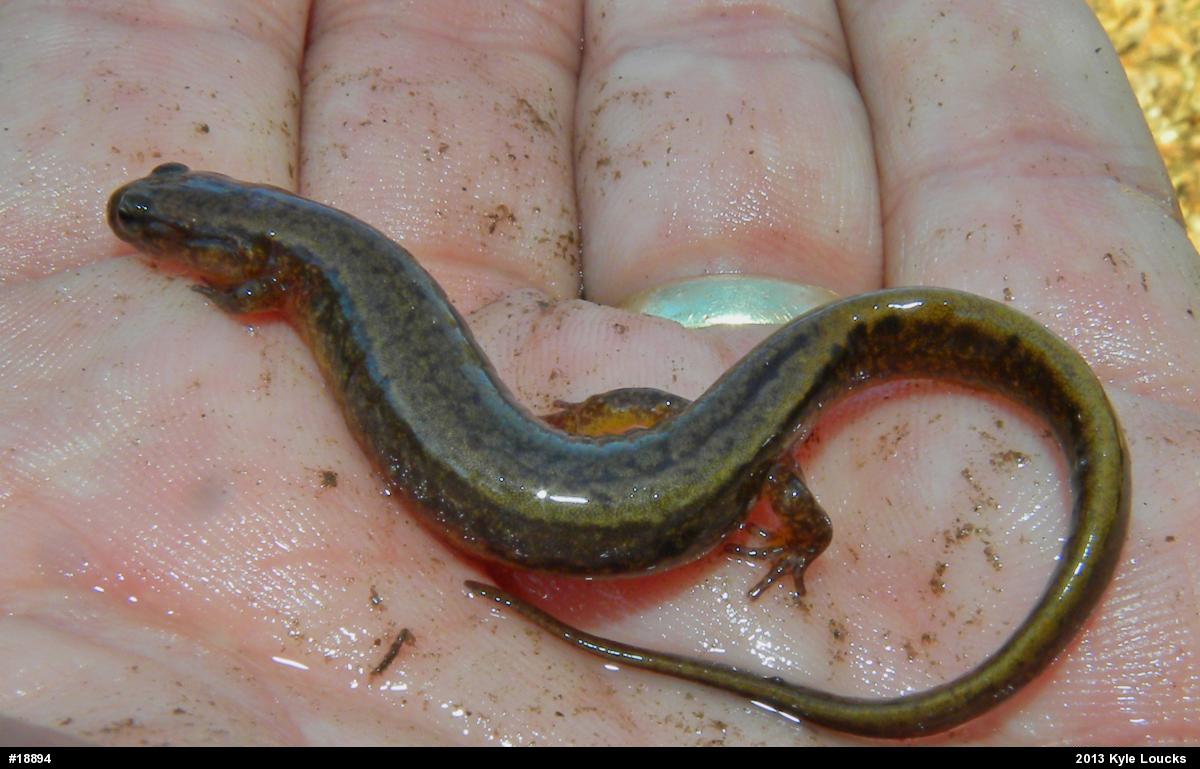 Northern Two-lined Salamander