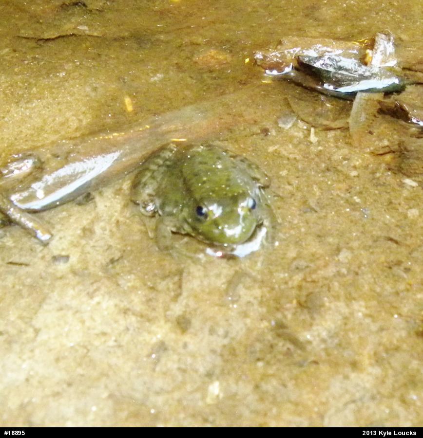 Green Frog