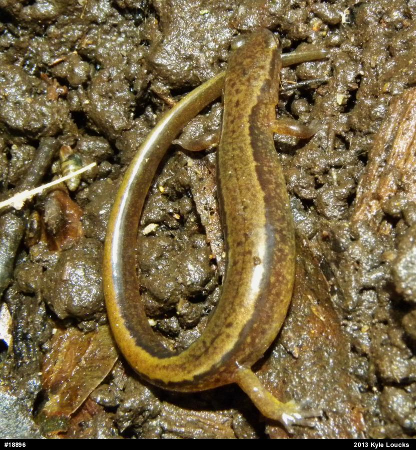Northern Two-lined Salamander