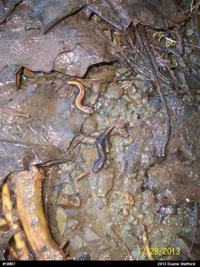 Allegheny Mountain Dusky Salamander