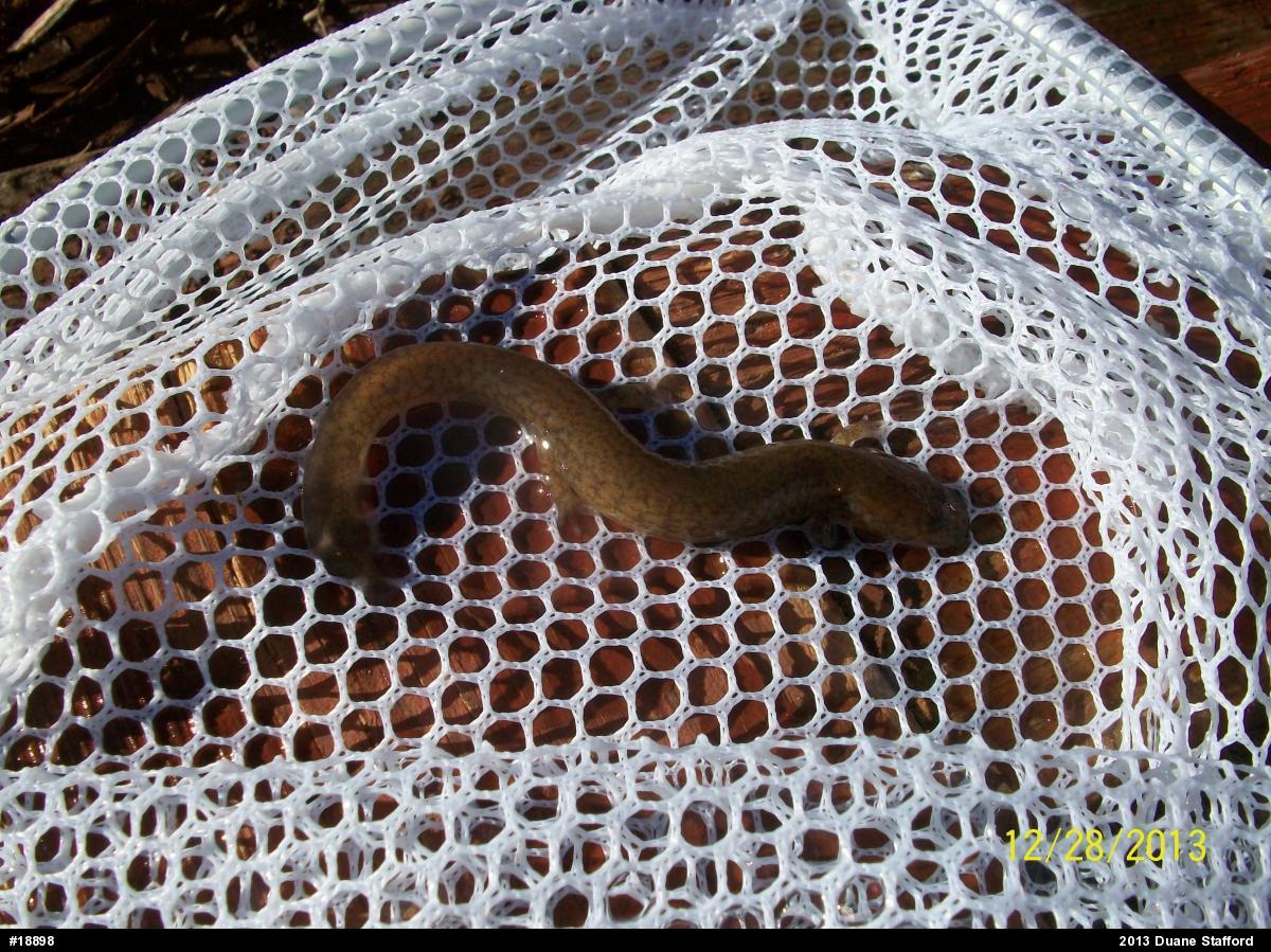 Northern Spring Salamander