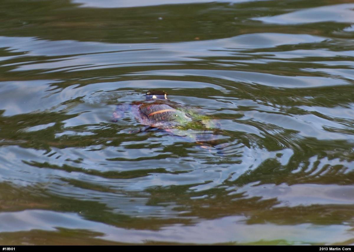 Painted Turtle
