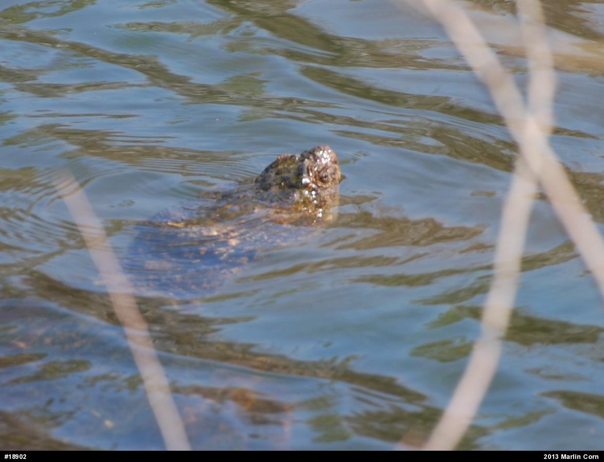 Snapping Turtle