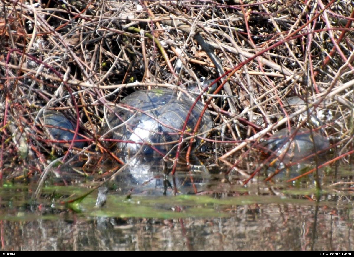 Red-eared Slider