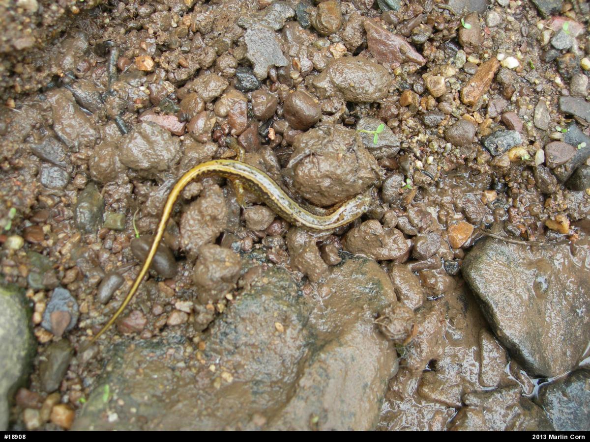 Northern Two-lined Salamander