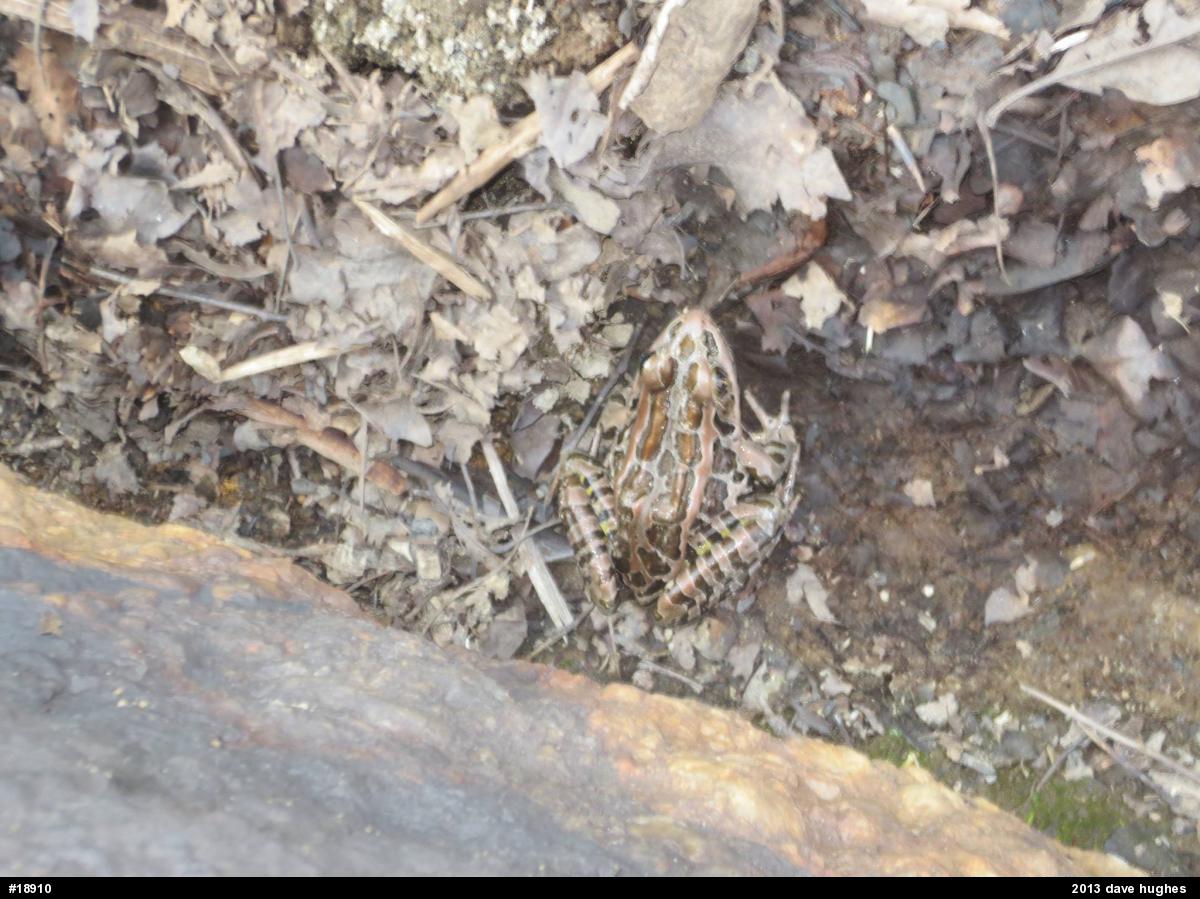 Pickerel Frog