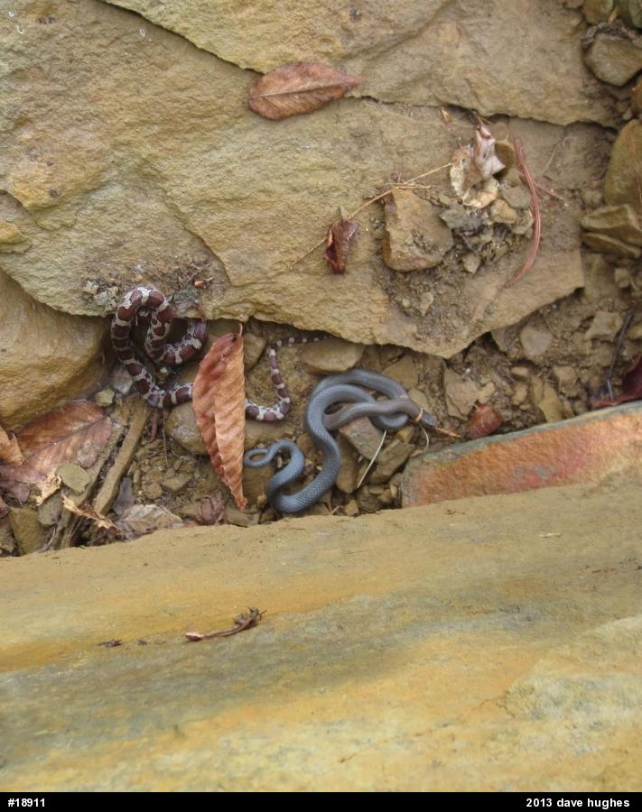 Eastern Milksnake