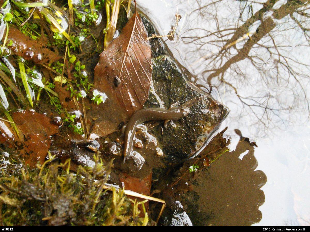 Northern Dusky Salamander