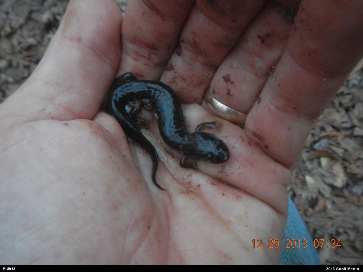 Northern Dusky Salamander