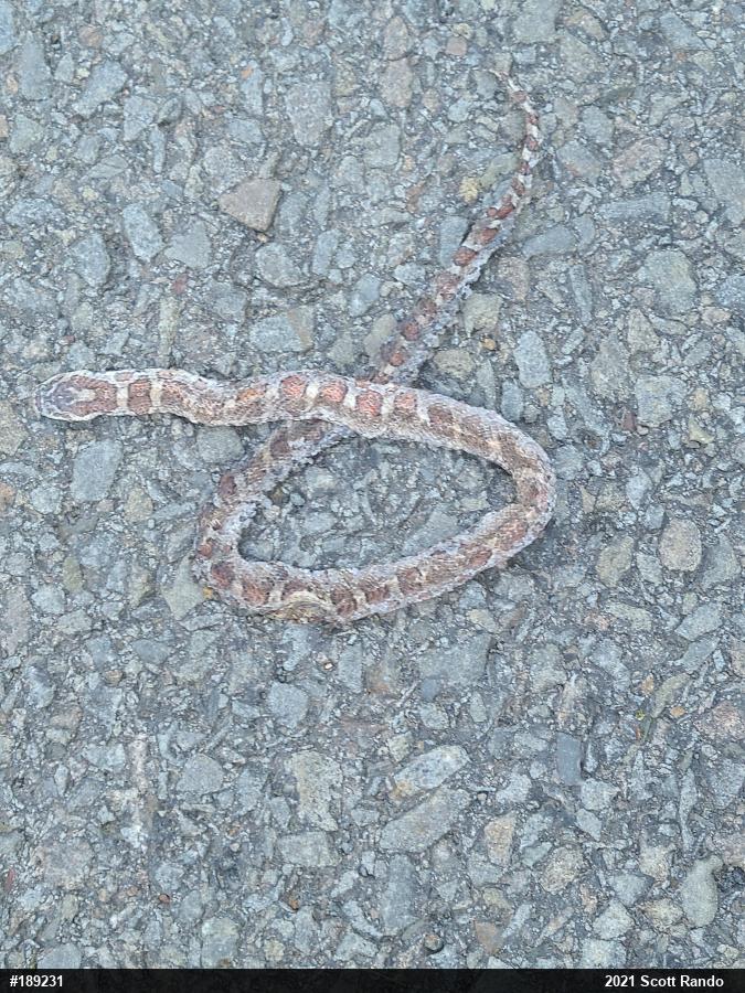Eastern Milksnake