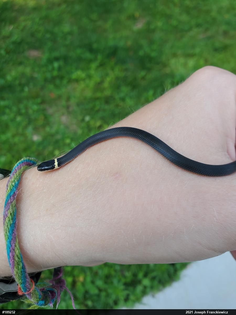 Northern Ring-necked Snake
