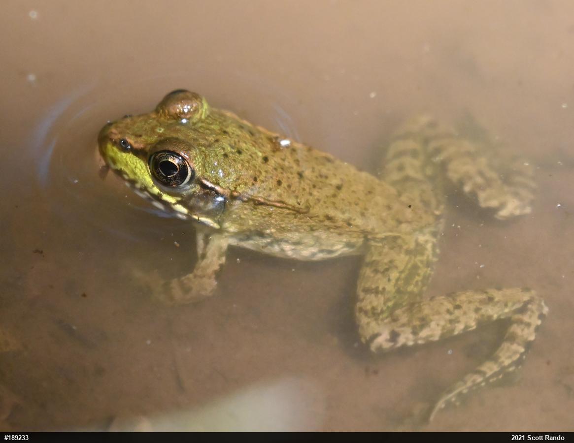 Green Frog