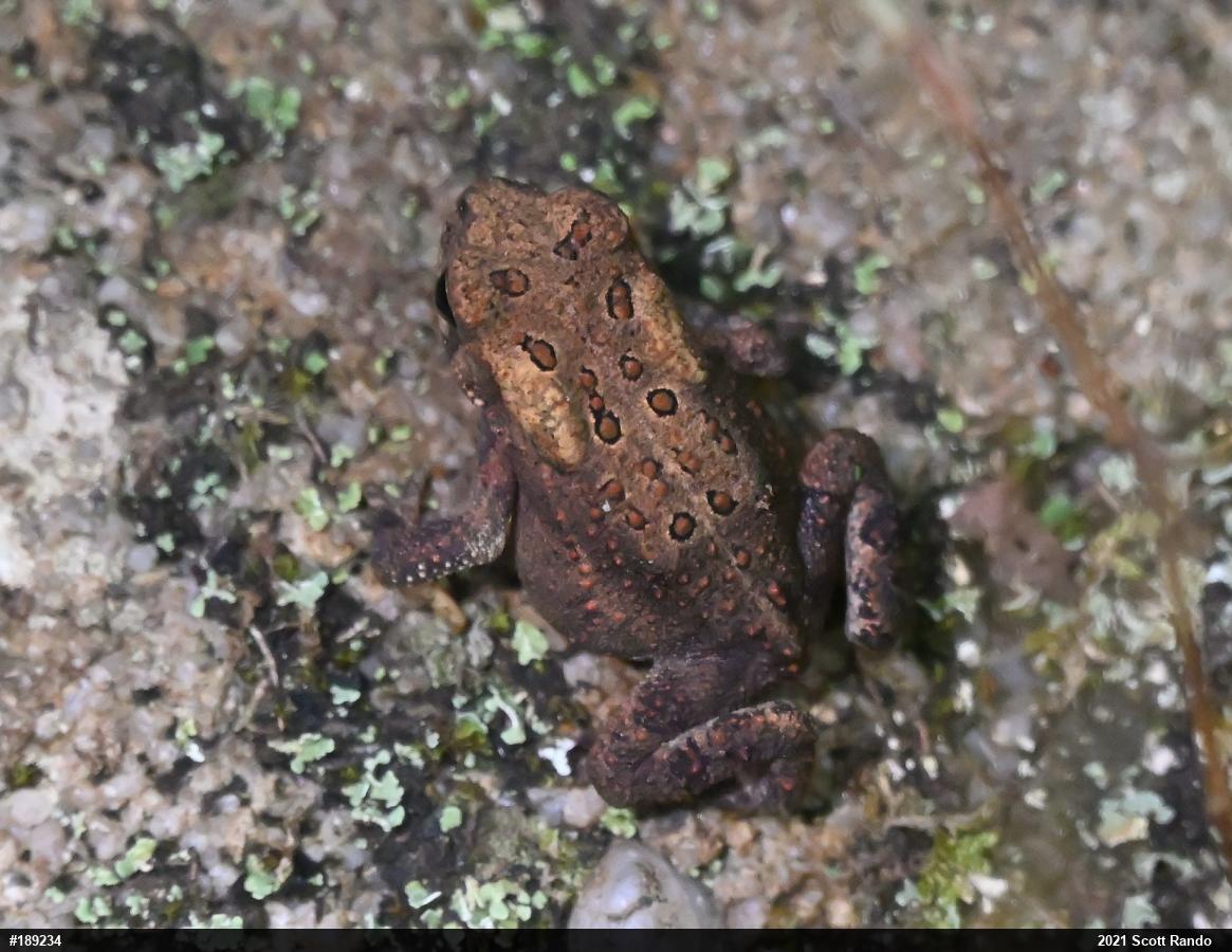 Eastern American Toad