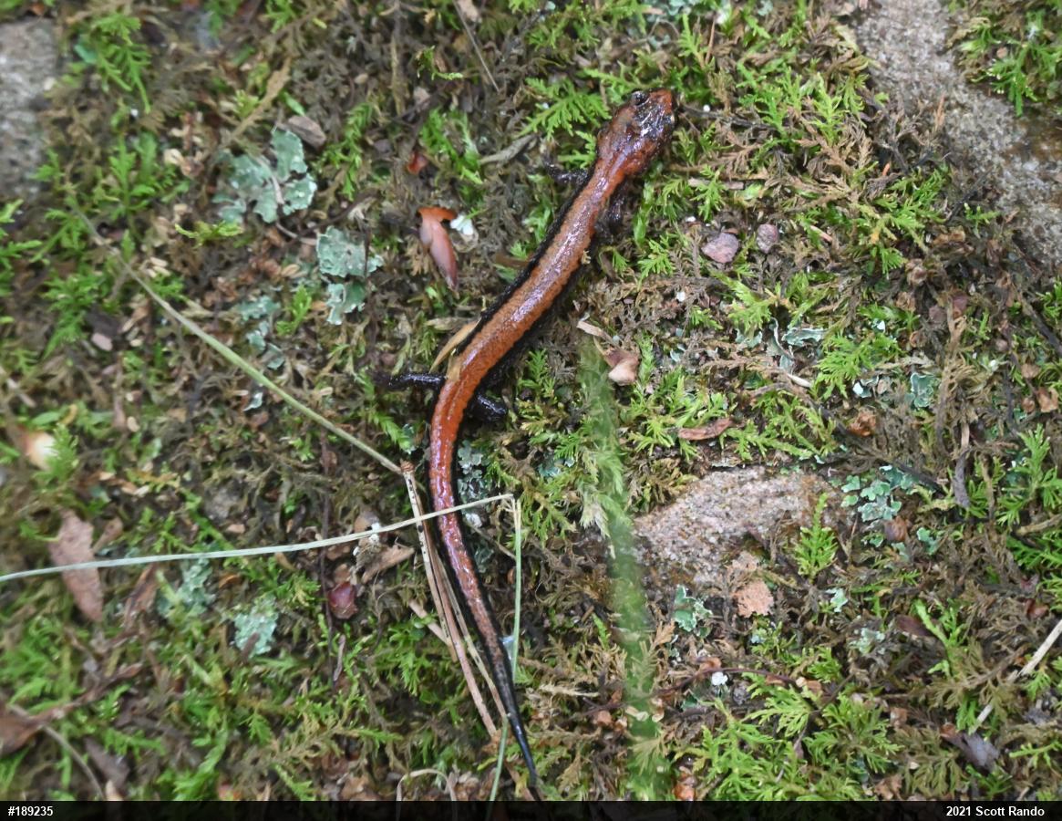 Eastern Red-backed  Salamander