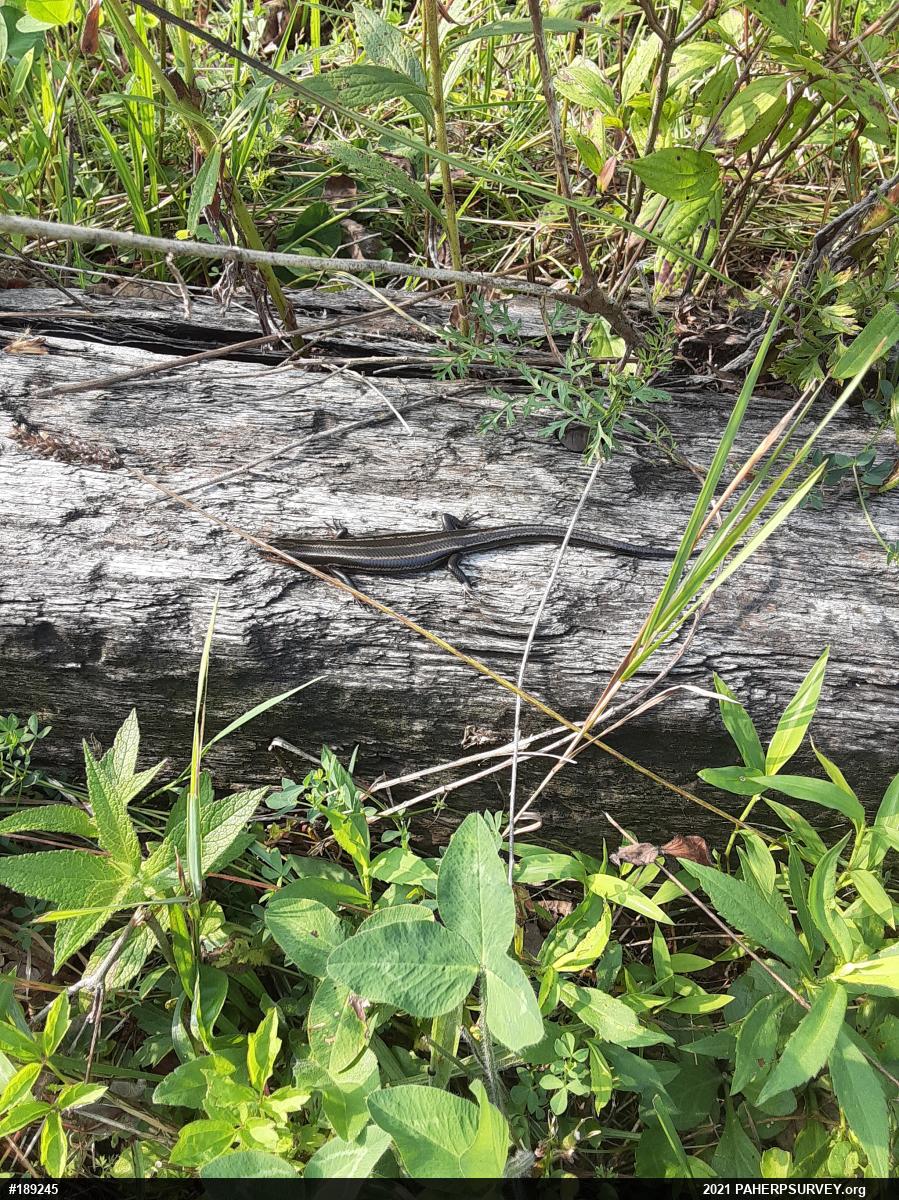 Common Five-lined Skink