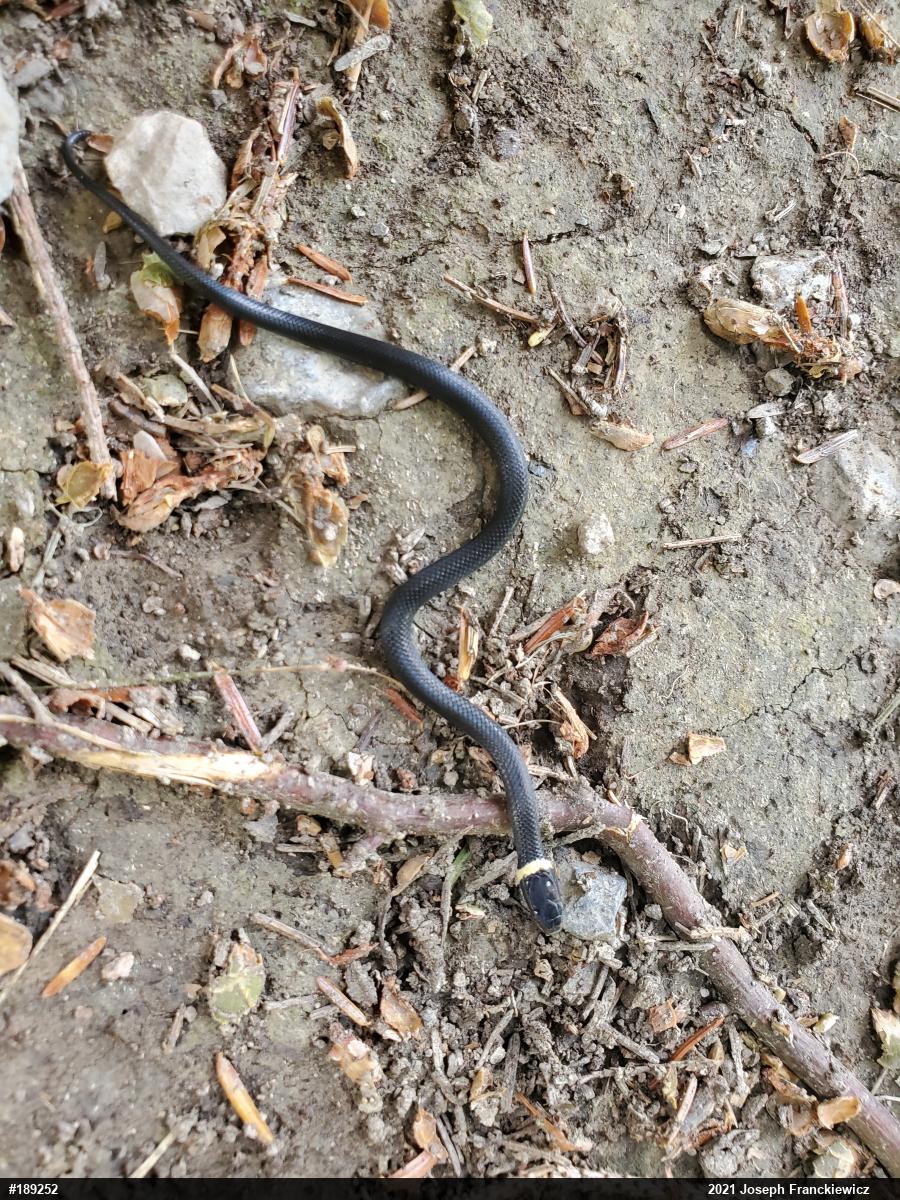 Northern Ring-necked Snake