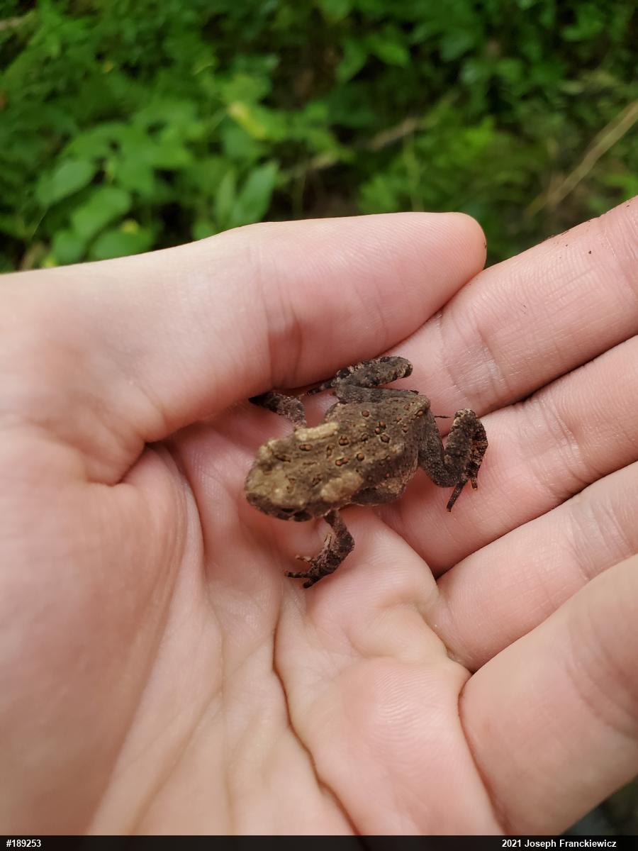 Eastern American Toad