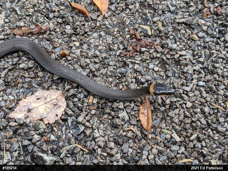 Northern Ring-necked Snake