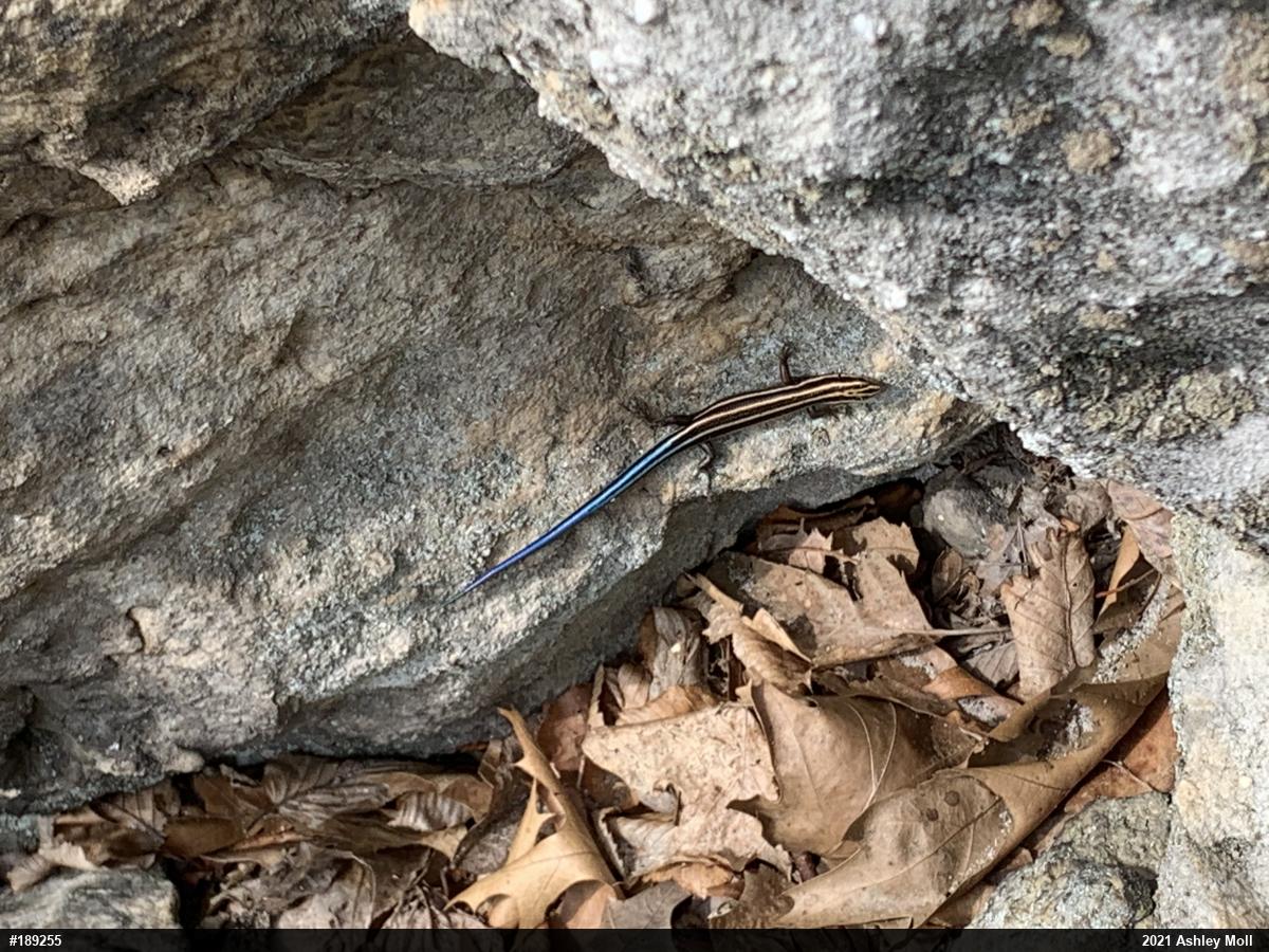 Common Five-lined Skink