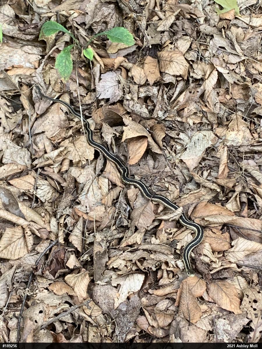 Eastern Gartersnake