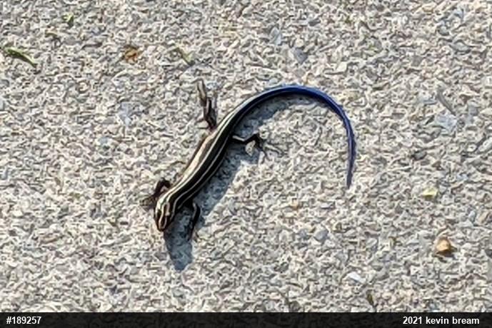 Common Five-lined Skink