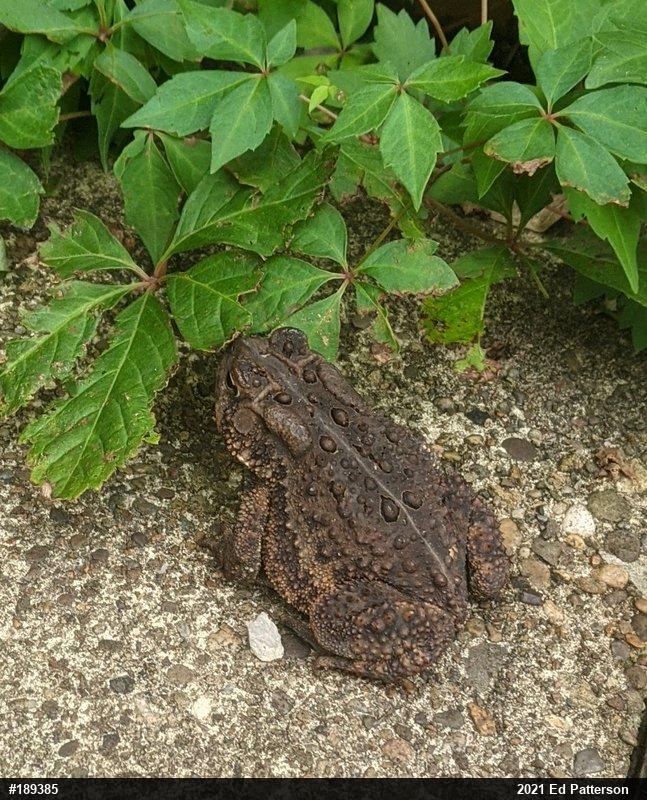 Eastern American Toad