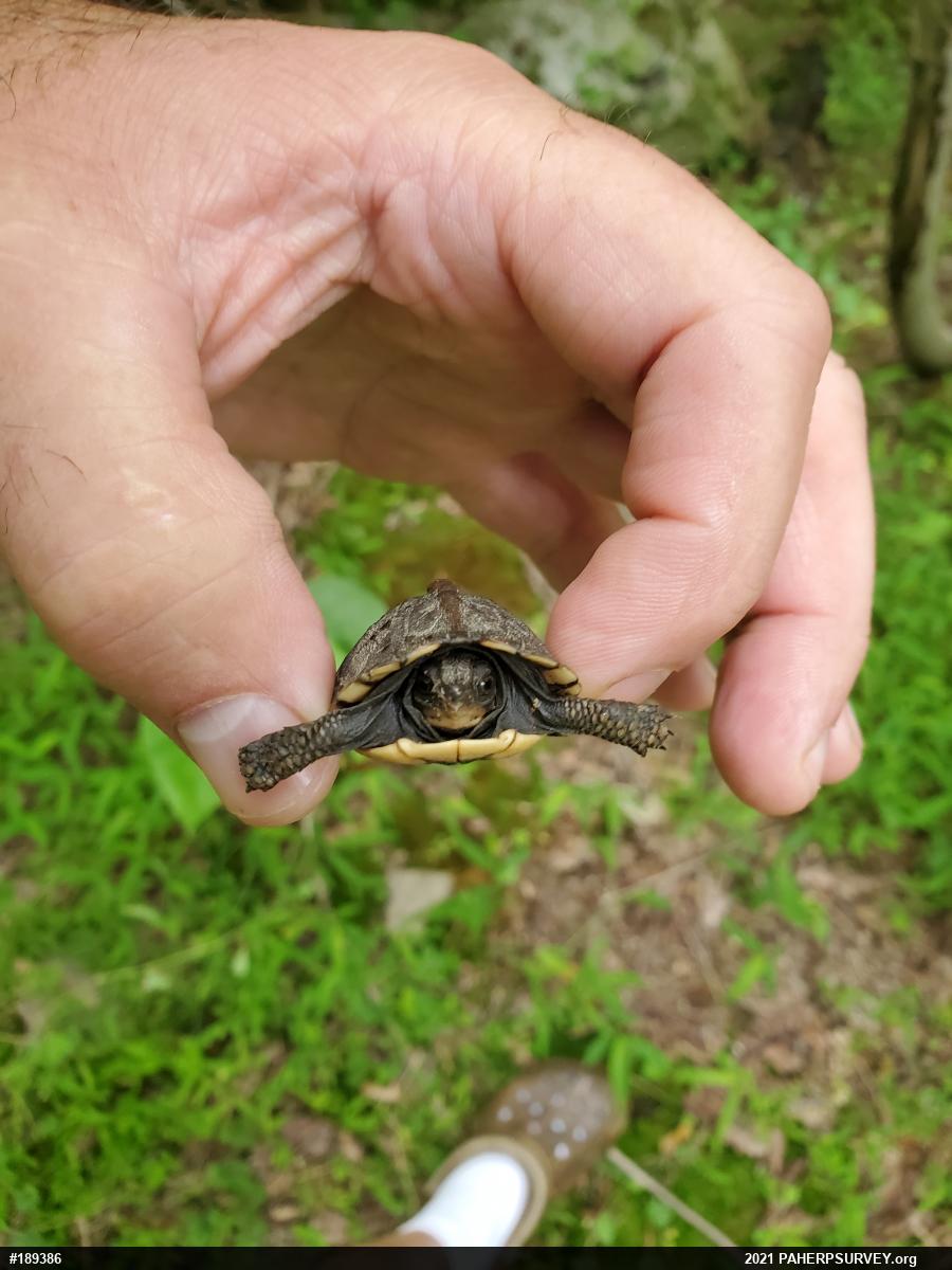 Eastern Box Turtle