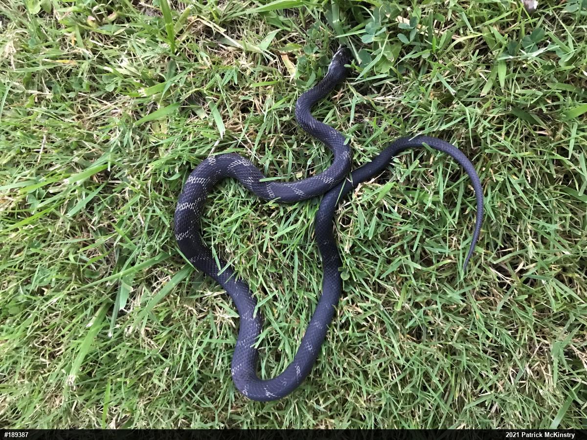 Eastern Ratsnake