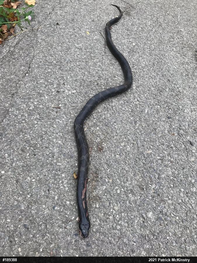 Eastern Ratsnake